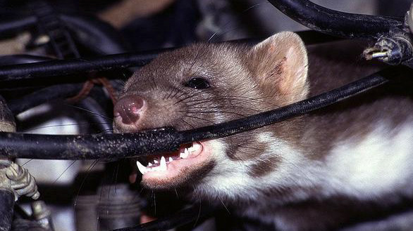 Chuột gây hại không nhỏ cho xe thường xuyên để ngoài trời vào ban đêm
